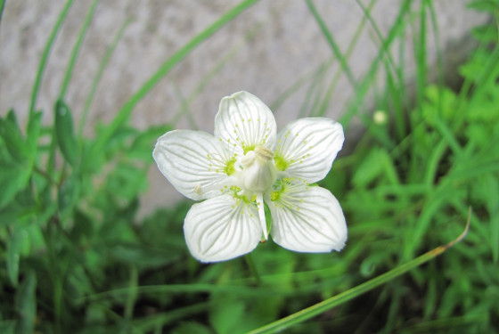 Белозор болотный – Parnassia palustris (Linneus)